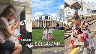 DOG VLOG Снова Едем с Собаками В Польшу - Документы, Сборы, 24 Часа в Поезде Харьков - Пшемысль