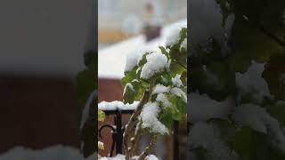 Beauty of Nature | 2025 | Peace  #love  #trending #music #trendingshorts #viralvideo #viralshorts