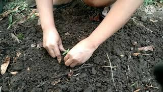 Tomato  Planting in our own Garden..very exciting...