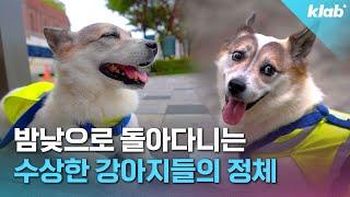 :우리 동네 절대 지켜!!! 국내 최초 반려견 순찰대 등장｜크랩