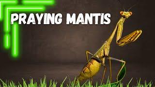 Praying Mantis:  Most Unusual Predator