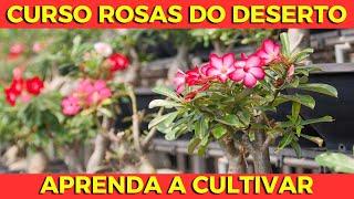  Curso de Rosas do Deserto - curso de rosas do deserto - curso de rosas do deserto para iniciantes