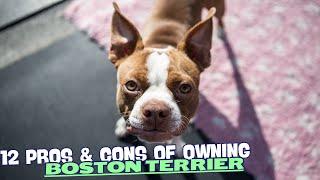 12 Pros & Cons of Owning a Boston Terrier