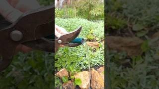 How to securely connect two hoses without a connector #diy #tips #gardening #tricks #hacks