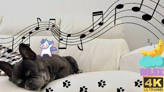 French Bulldog 4K | Sleeping music, insomnia, Sleep, relaxing music, study, meditation, healing, spa