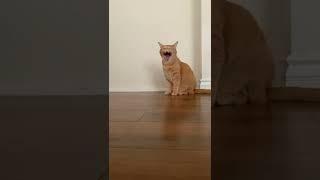 Cat Performing Opera | Cats Everywhere | #cat #catloversparadise