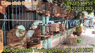 23.05 Review và báo giá toàn bộ chim tại CCQ.10