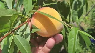 Whatever happened to our fruit trees?