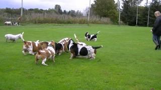 Scottish Basset Hound Walk At Forfar Loch