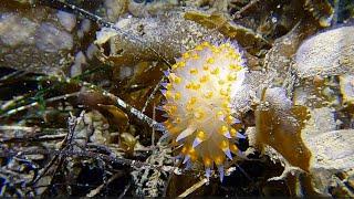 Night Dive - La Jolla Shores 2023-05-30