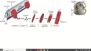 Functional Components of nerve I Motor nerve I GSE, SVE, GVE explained