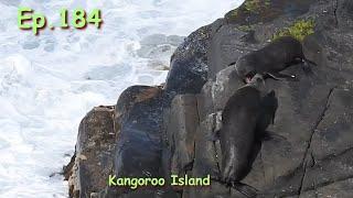 Ep.184. Kangaroo Island