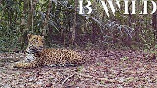 Mayan Jungle Wildlife | Jaguar, Tapir, Tayra, Ocelot, Peccary, Cougar, Curassow, Birds | Guatemala