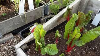 July Allotment Gardening Tour Warts & All