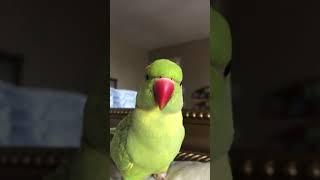 World’s cutest talking parrot calls himself a big big baby.