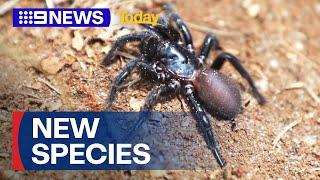 Giant funnel-web spider classified as new species | 9 News Australia