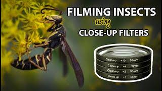 Filming Insects With Macro (Close-Up) Filters