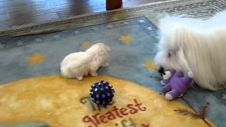 Coton de Tulear Cuteberry and adoptive mommy Lousha