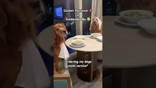 Golden Retriever vs Goldendoodle Eating Challenge! #foodchallenge #funnydogs #goldenretriever