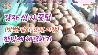 감자 심는 방법의 모든 것 한방에 해결하기.Everything about planting potatoes in one shot.