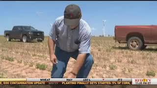 Live : Sarah Mock with Dan Bloss Chairman of National Sorghum Producers