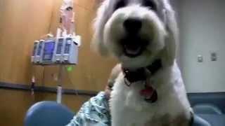 VCU Medical Center Dogs On Call