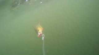 Underwater footage of a perch taking a lure.