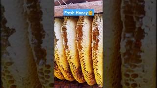 Extreme Honeycomb harvesting |Harvesting honey from beehive  EP104 #trending #shorts #satisfying