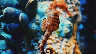 The Seahorses's unique method of reproduction.