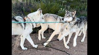 Walking Wolfdogs on Late Peaceful Evening in Colorado