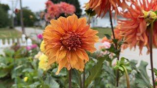 HEY Dahlia Lovers - The Big Dahlia Tour!