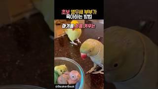 초보 앵무새 부부가 육아하는법 #동물 #앵무새 #힐링 #감동