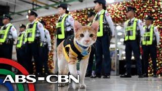 Paw patrol: Stray cats join Philippine security guards | ABS-CBN News