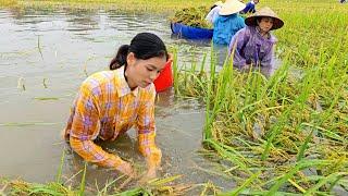 Floods rising: Joining hands with everyone to save rice after super typhoon Yagi. Ly Thi Duyen