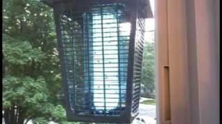 Yellowjacket Wasps vs. Bug Zapper