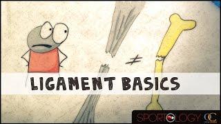 Ligament Basics - Science Explained