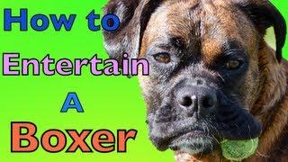 How to Entertain a Boxer (Brock the Boxer Dog)