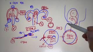 [7분만에 끝내는 '사람의 발생 과정'] [중3과학] [5단원 생식과 발생]