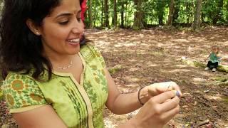 Majestic Hindu Monastery & Enchanting Blue Marble Forest: Central Kauai [Naan & Challah]