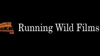 Dan Schneider Video Interview #118: Running Wild Films