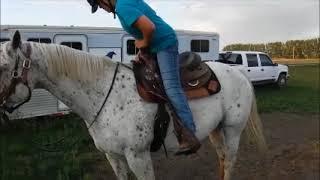 Guts and Grit, Glacial Ridge Equine