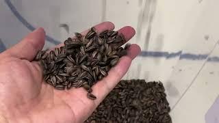 optical sorting for sunflower seeds