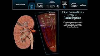 Urinary System mechanism