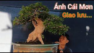 Nhiều tác phẩm Bonsai giá trị đẹp vườn Ánh Cái Mơn ở Bến Tre