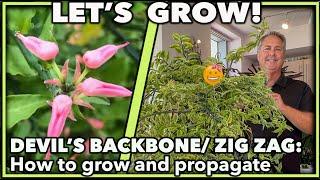 HOW TO GROW AND PROPAGATE THE DEVILS BACKBONE PLANT