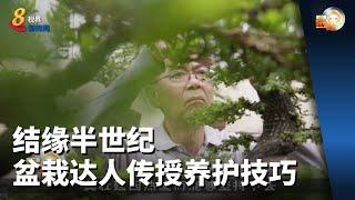 晨光第一线 | 结缘半世纪 盆栽达人传授养护技巧