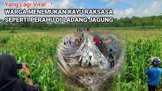 Viral..! Warga menemukan Kayu Raksasa yang lagi viral di Jawatimur