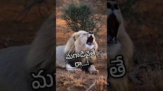 Magadaithe  #shorts #animalfundub #ytfunny #ytshorts #comedyshorts  #asalainahasyam