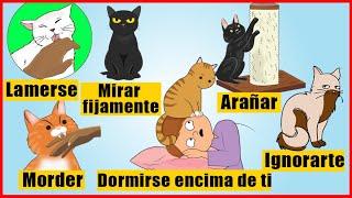 El significado detrás de los 14 comportamientos más extraños de los gatos