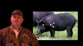 HOG HUNTING TIPS WHERE TO SHOOT HOGS